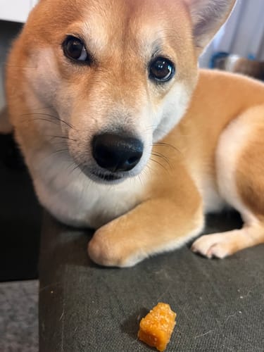 Customer's Shiba Inu dog looking at the camera with a small piece of Pumpkin Yak Chew on the couch in front of it.