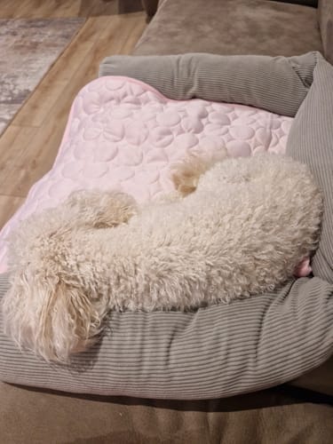 Customer photo review of Protect Your Dog From Overheating And Dangerous Heat Stress With IcyNap