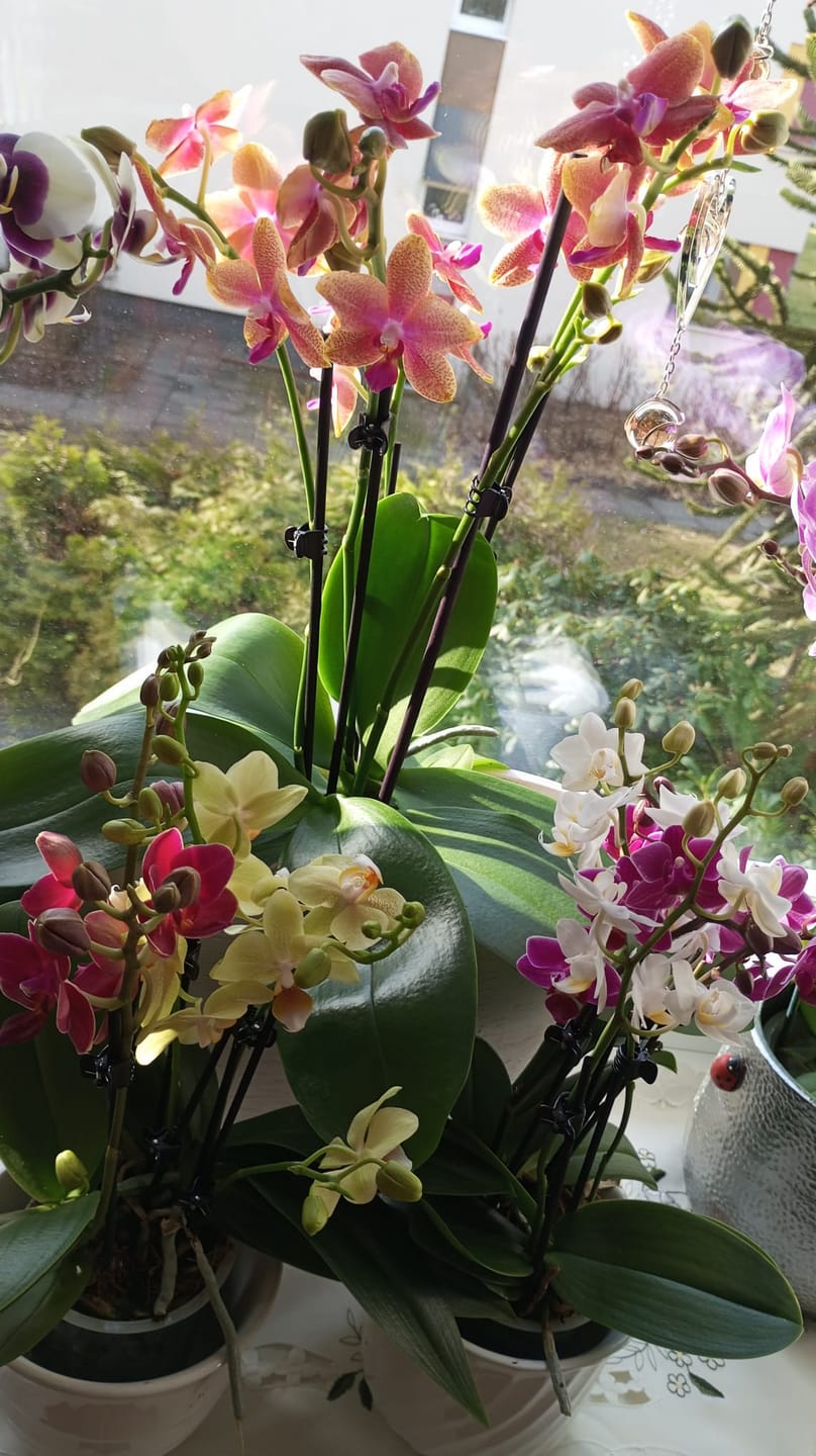 Customer photo review of Cocktail Orchidee mit violett-weißen Blüten und 5+ Rispen