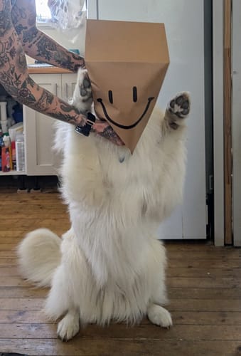 Reviewer playfully puts a paper bag with a smiley face on a large fluffy dog, a nod to the UGLYFACE brand.