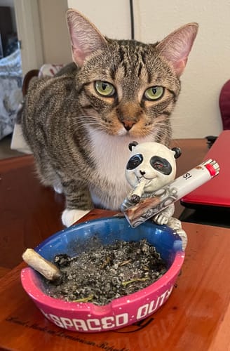 Customer photo review of Zour Stash Cherry Lime HashHole