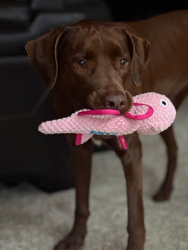 Customer photo review of Clean Earth Plush - Textured - 100% Sustainable