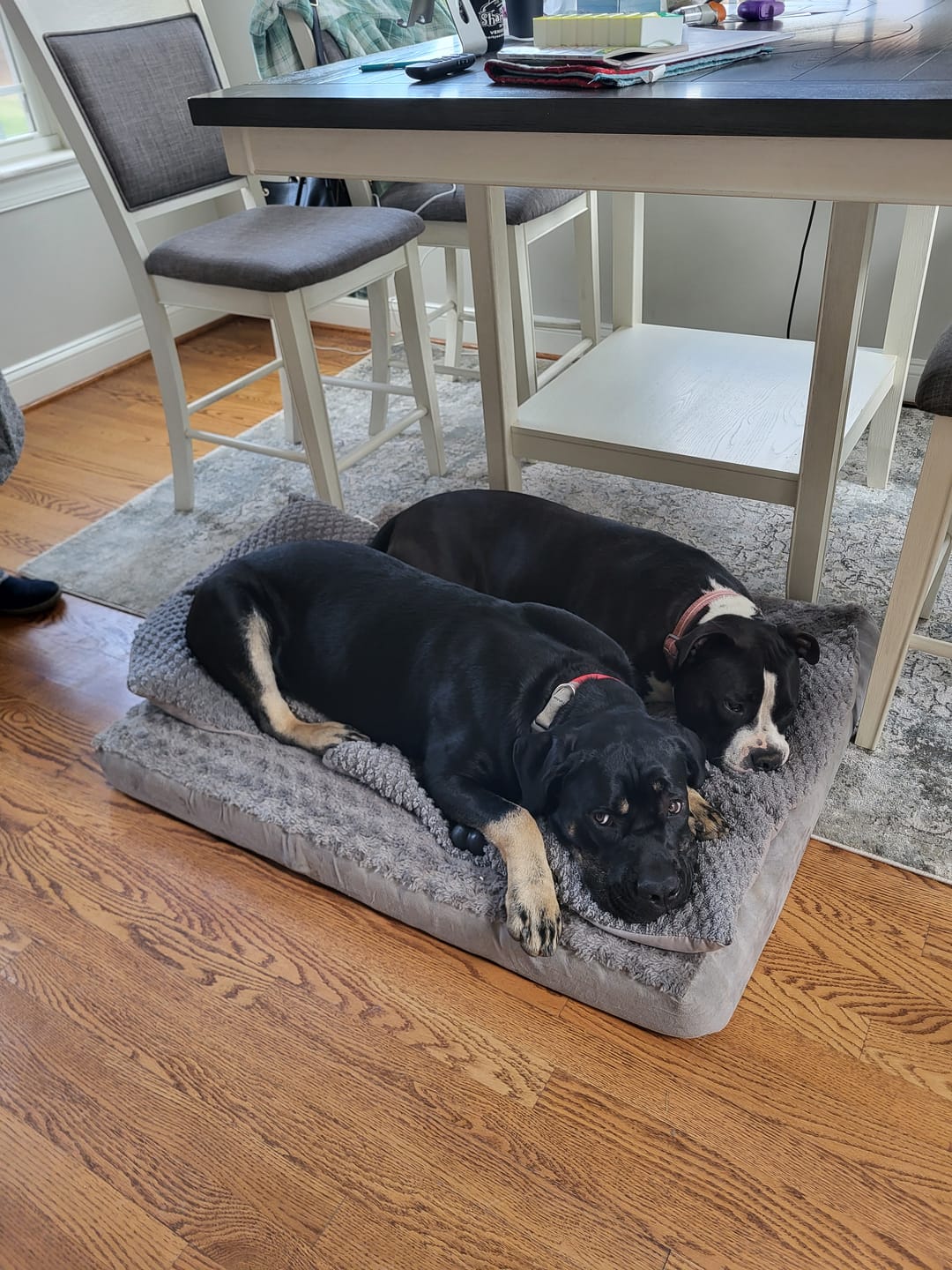 Customer photo review of Stick a Day Dogs | Mix of Chicken & Beef Flavor | Specially Formulated 7-in-1 Functions Daily Real Meat Snacks for Dogs | Healthy Tasty Treat & Pet Vitamins & Supplements Combination (Pack of 28 Sticks)