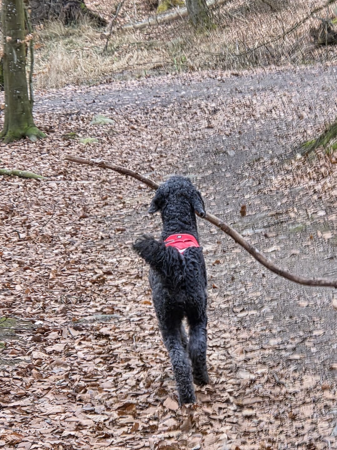 Customer photo review of Hundfoder Lamm & Ris, 11kg
