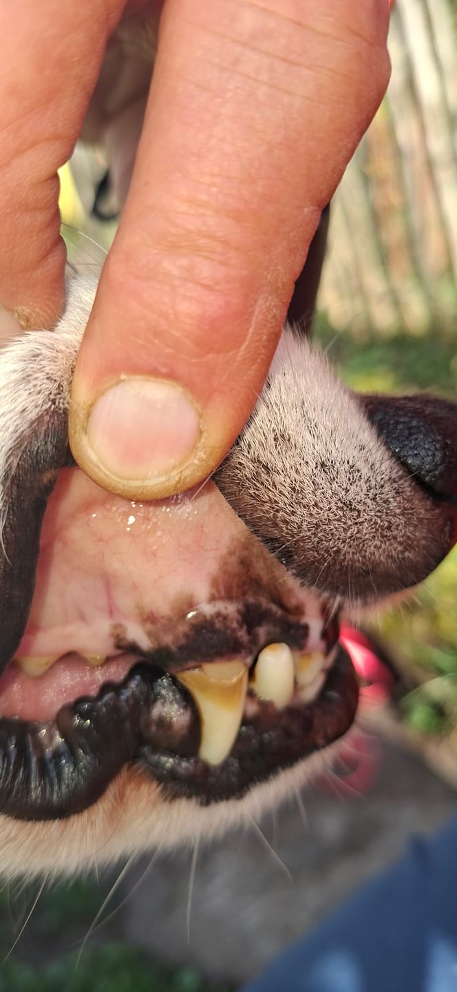 Customer photo review of Dentalspray bei Zahnstein für Hunde und Katzen