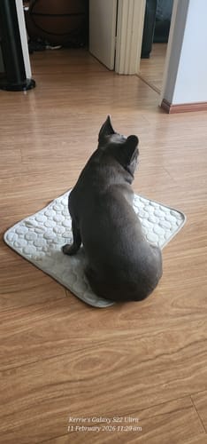 Customer photo review of Protect Your Dog From Overheating And Dangerous Heat Stress With IcyNap