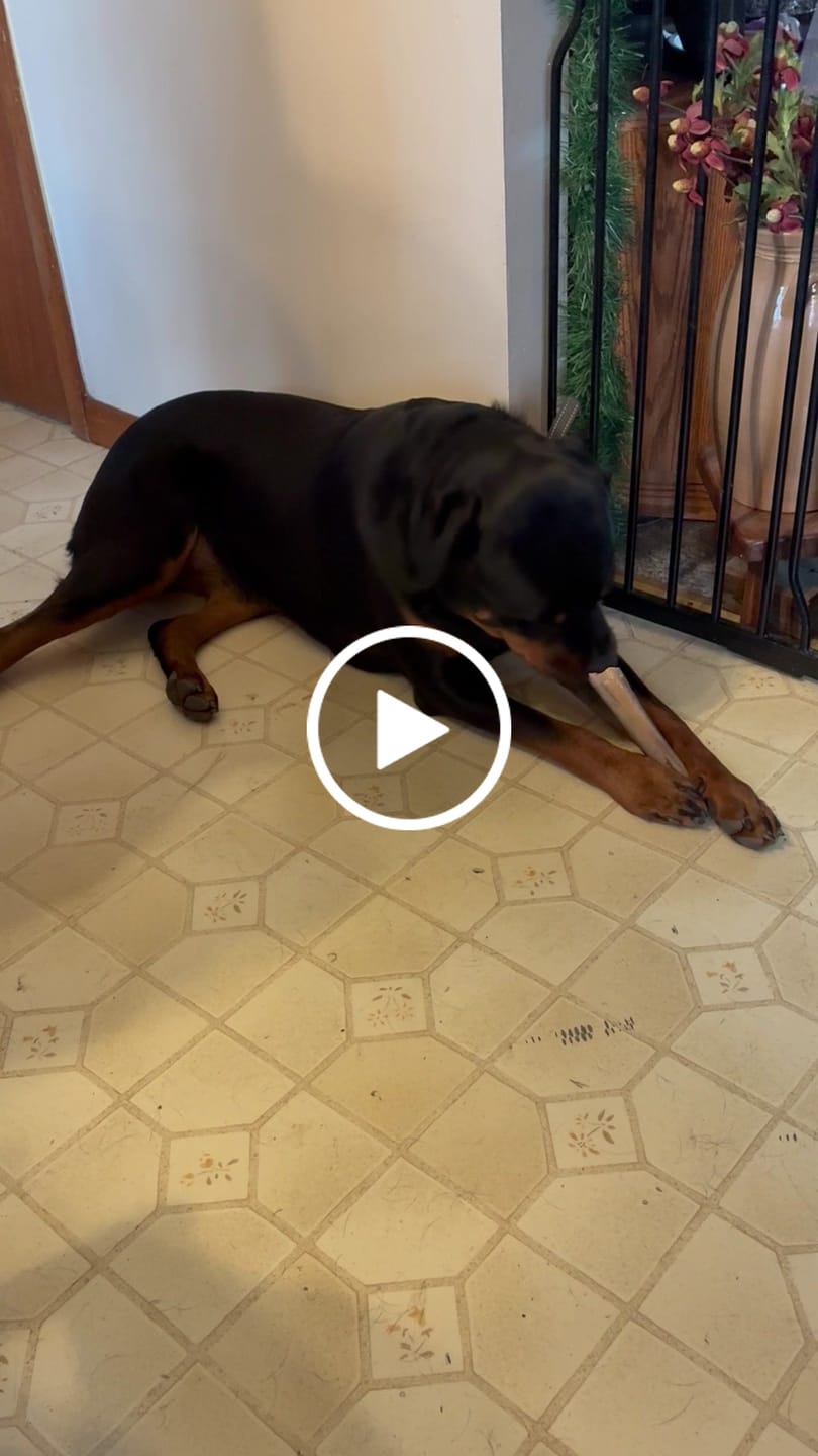 Customer video review of Large Ostrich Cane (11.5" x 5"): The Ultimate Long-Lasting Chew for Medium, Large & XL Dogs