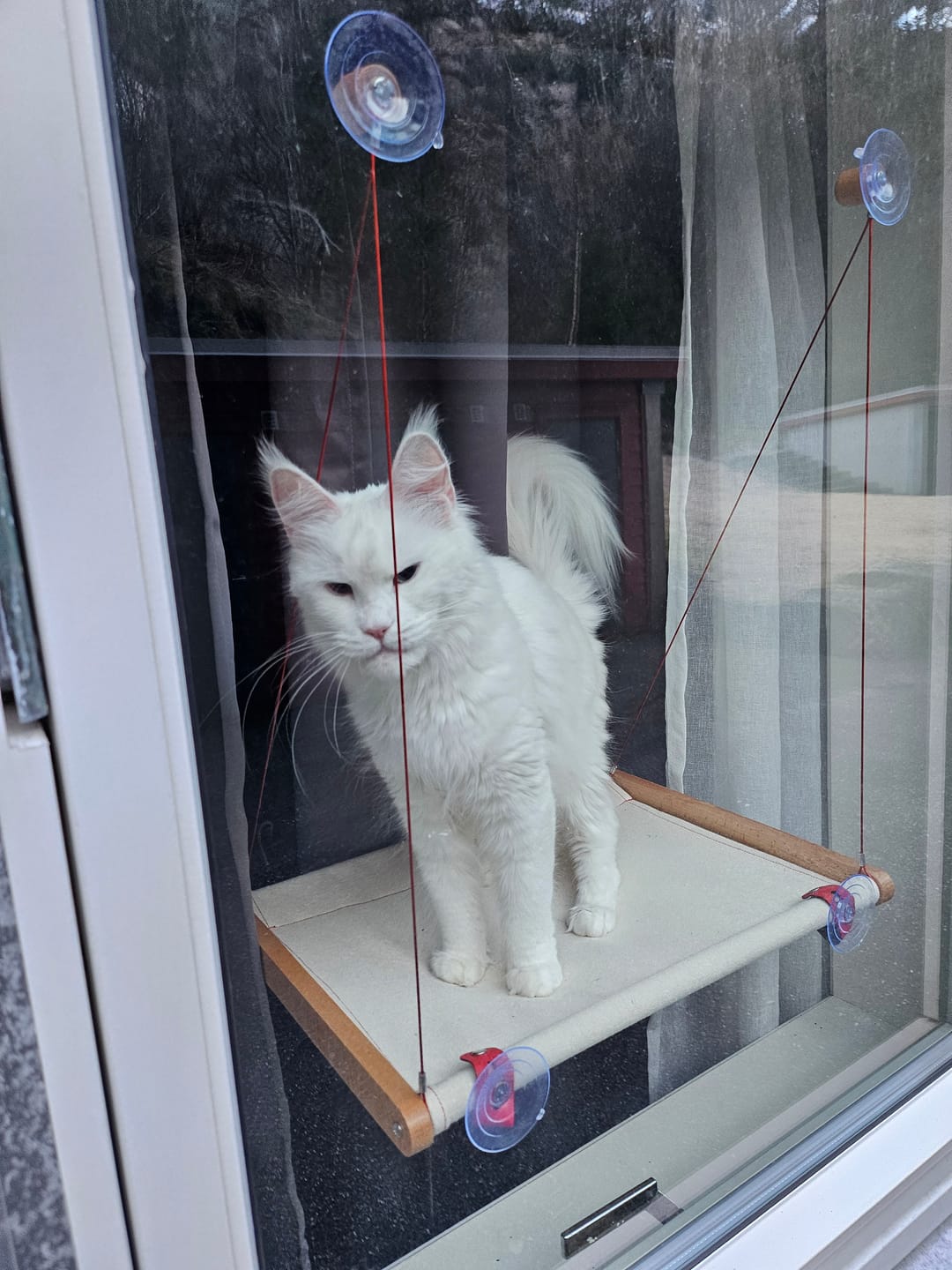 Customer photo review of Cat Hammock katteseng