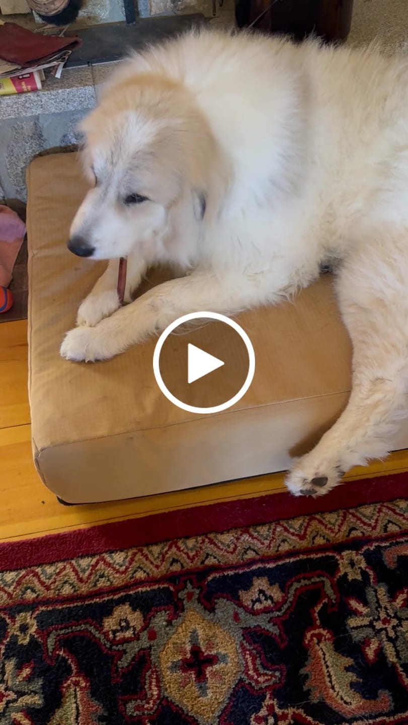 Customer video review of Hickory Smoked Bully Sticks