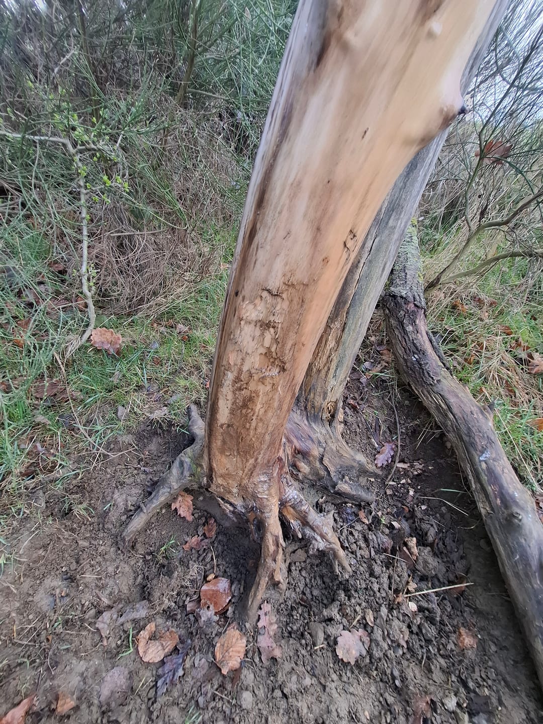 Customer photo review of Salzspray Anis - Lockmittel Rehwild, Schwarzwild, Rotwild und Damwild