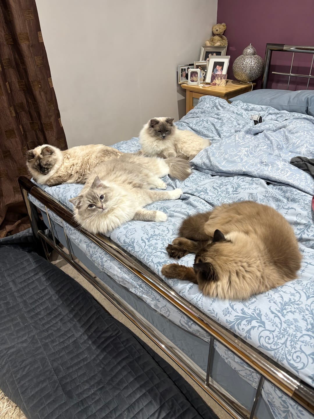Customer photo review of All-Rounder Scented Cat Litter (W225) 10KG