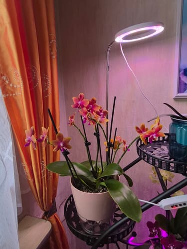 Ein Kunde zeigt die blühende Duftorchidee Bolgheri mit orangen Blüten in einem hellen Topf unter einer Wachstumslampe.