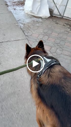 Customer video review of Mystery Box - Dog PREMIUM ( New inventory )