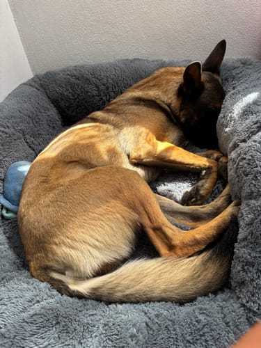 El perro de un cliente duerme cómodamente acurrucado en la suave Cama Antiestrés gris para Perros.