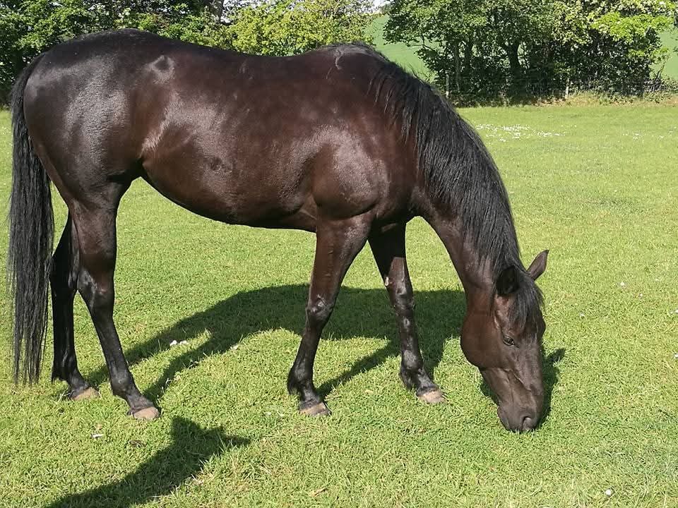 Customer photo review of Horse nutrition