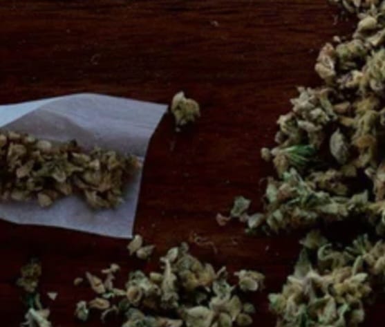 Customer photo review of Amnesia Haze Extra Strong 60% - CBD Blüten - Indoor - Unsere stärkste CBD Sorte