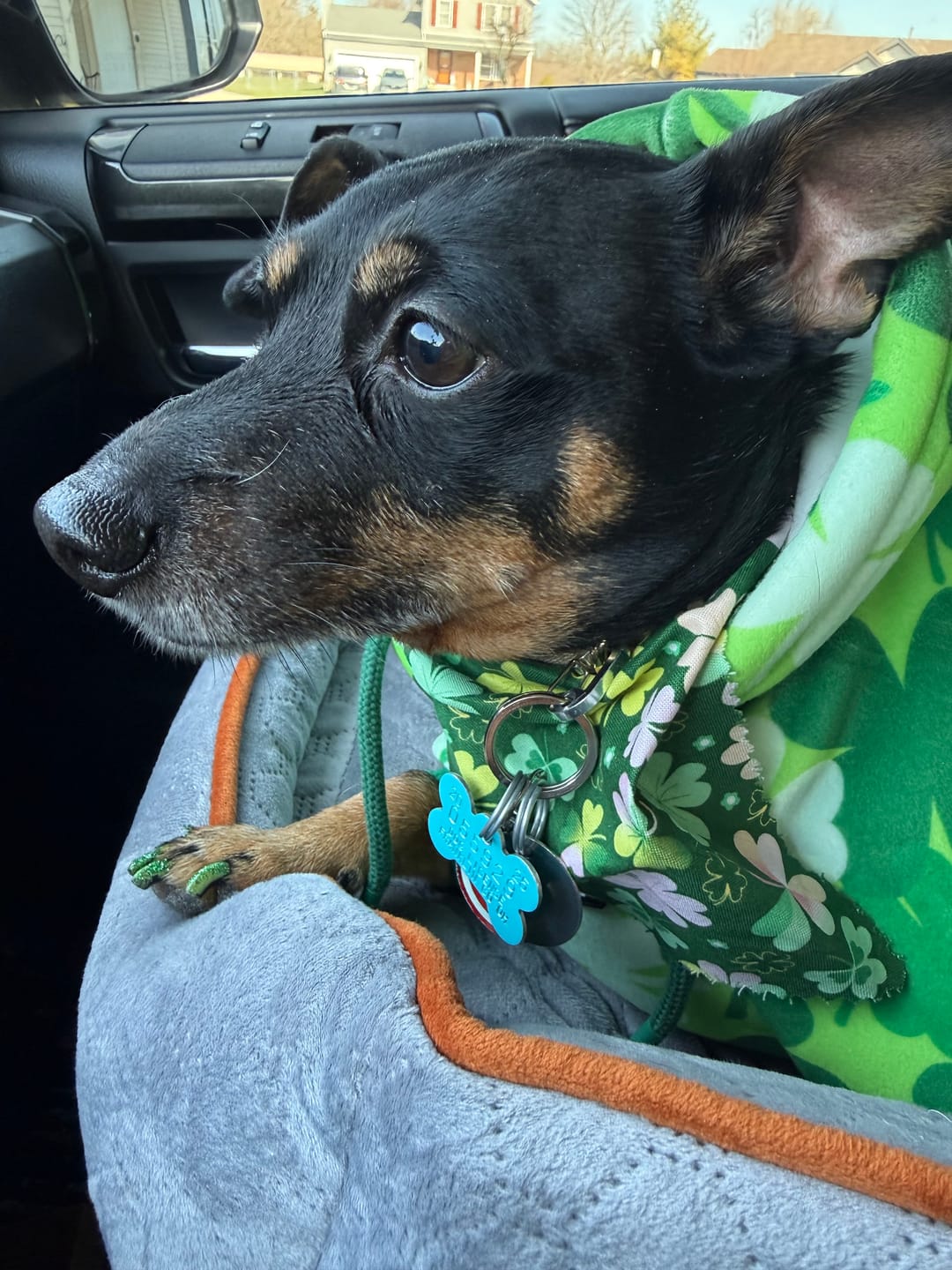 Customer photo review of St. Paddy's Human Hoodie - Shamrocks (Limited Edition)