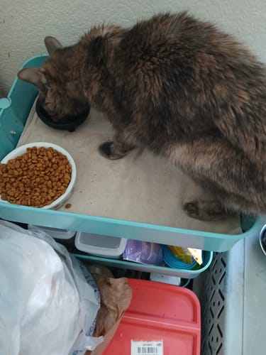 Customer photo review of 1x - Blisso Advanced Cat Probiotic