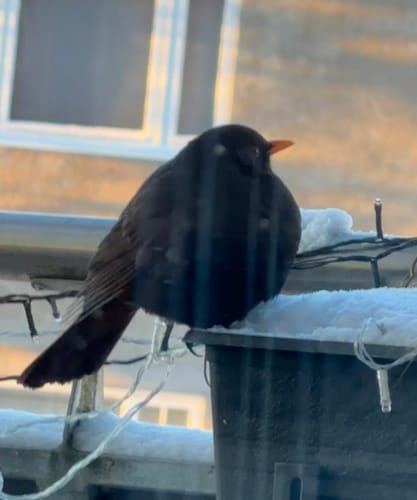 Customer photo review of Cycling heartbeat 30 T-shirt