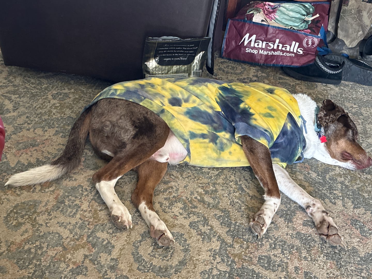 Customer photo review of Velvet Dog Hoodie - Berry Lemonade
