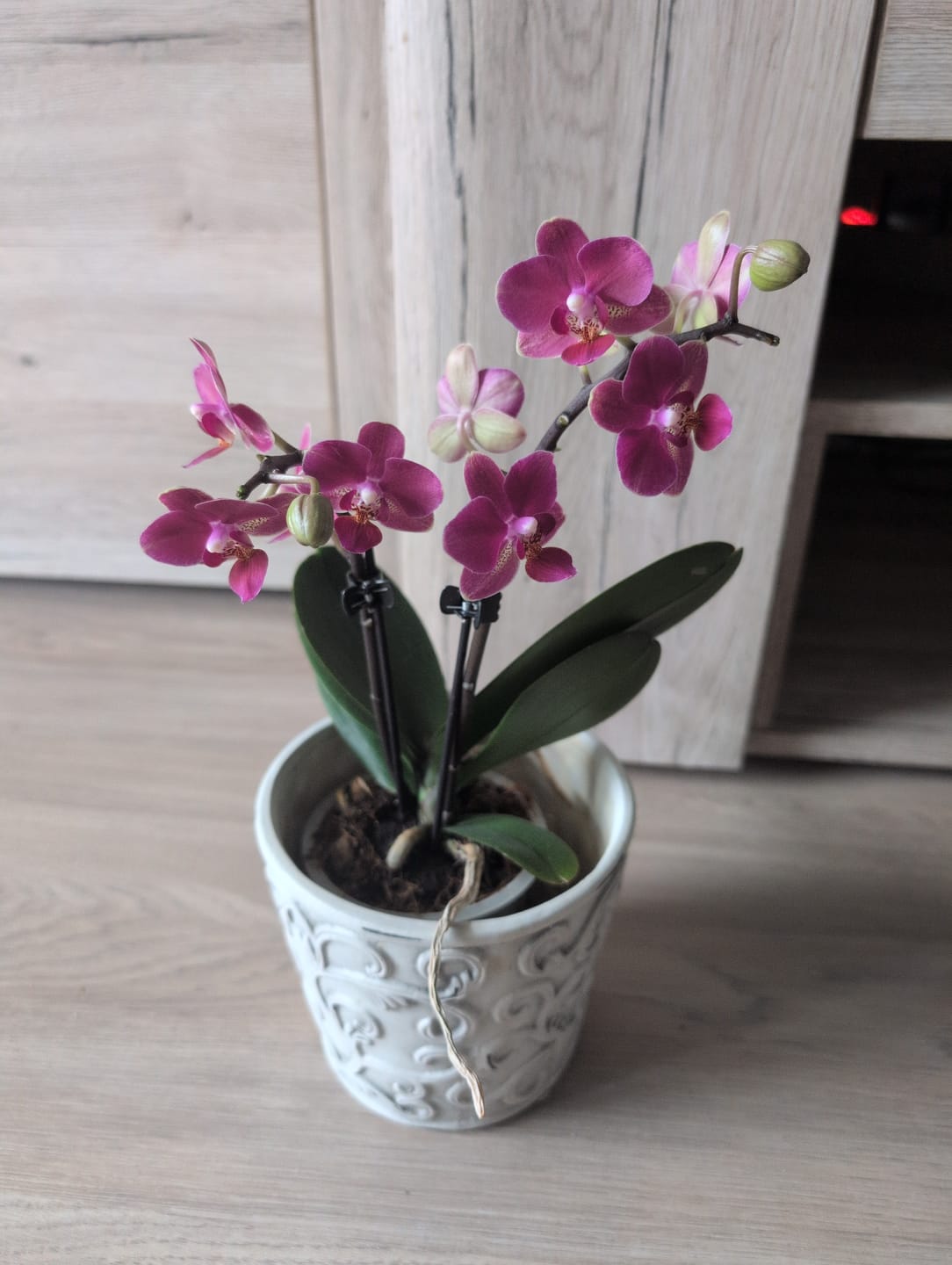 Customer photo review of Table Dance Farbmix im 3er Set mit 2 Rispen