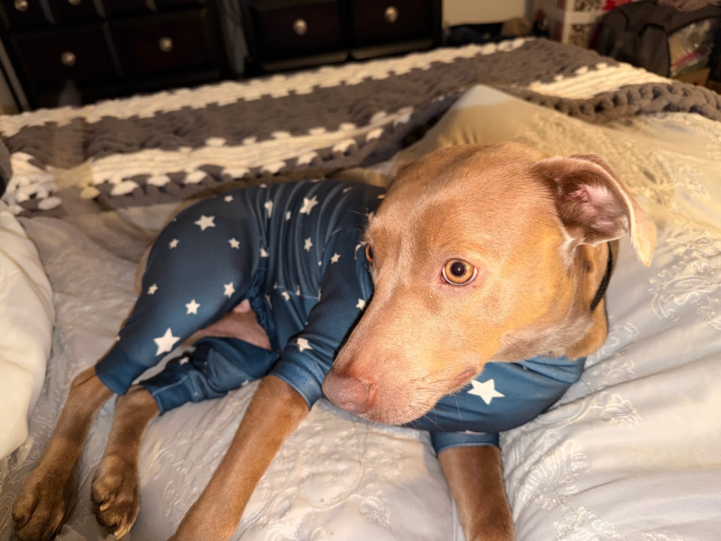 Customer photo review of Dog Pajama - Stars