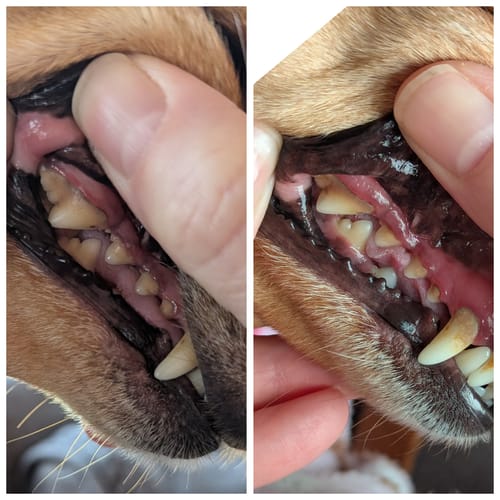 Customer photo review of Fresh Breath, Strong Gums, and Clean Teeth with the DE-01™ Dental Dogbiotic