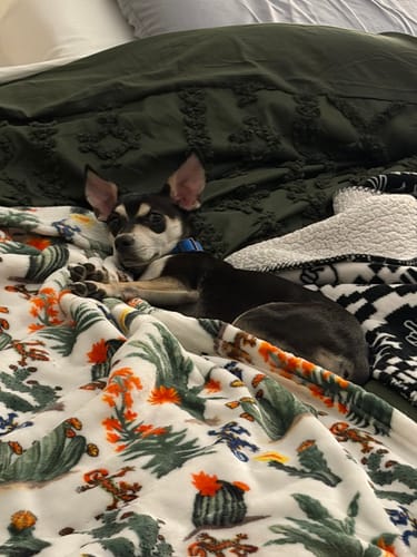 Customer photo review of MarshMellow Comforter