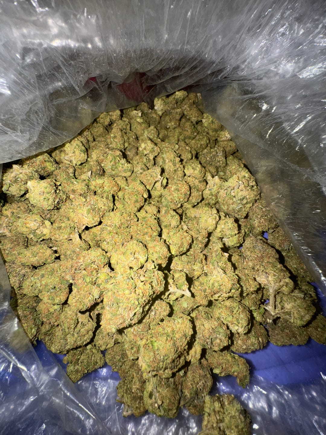 Customer photo review of Candy Fumes Light Assist THCA