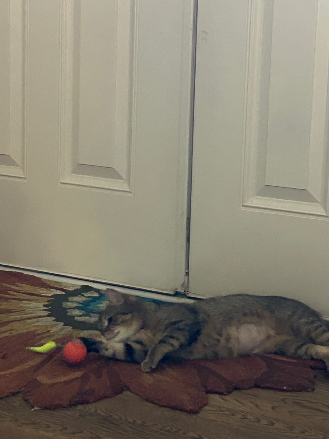 Customer photo review of SPEEDY TAIL 2.0
