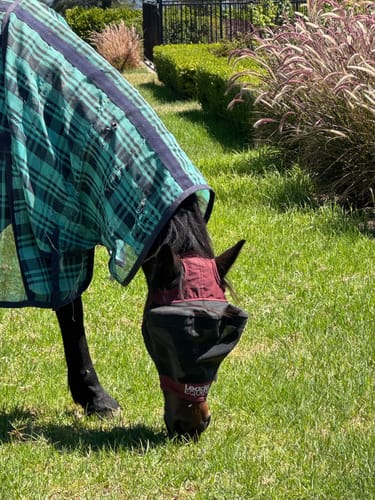 Customer photo review of LE Outback Fly Mask Original