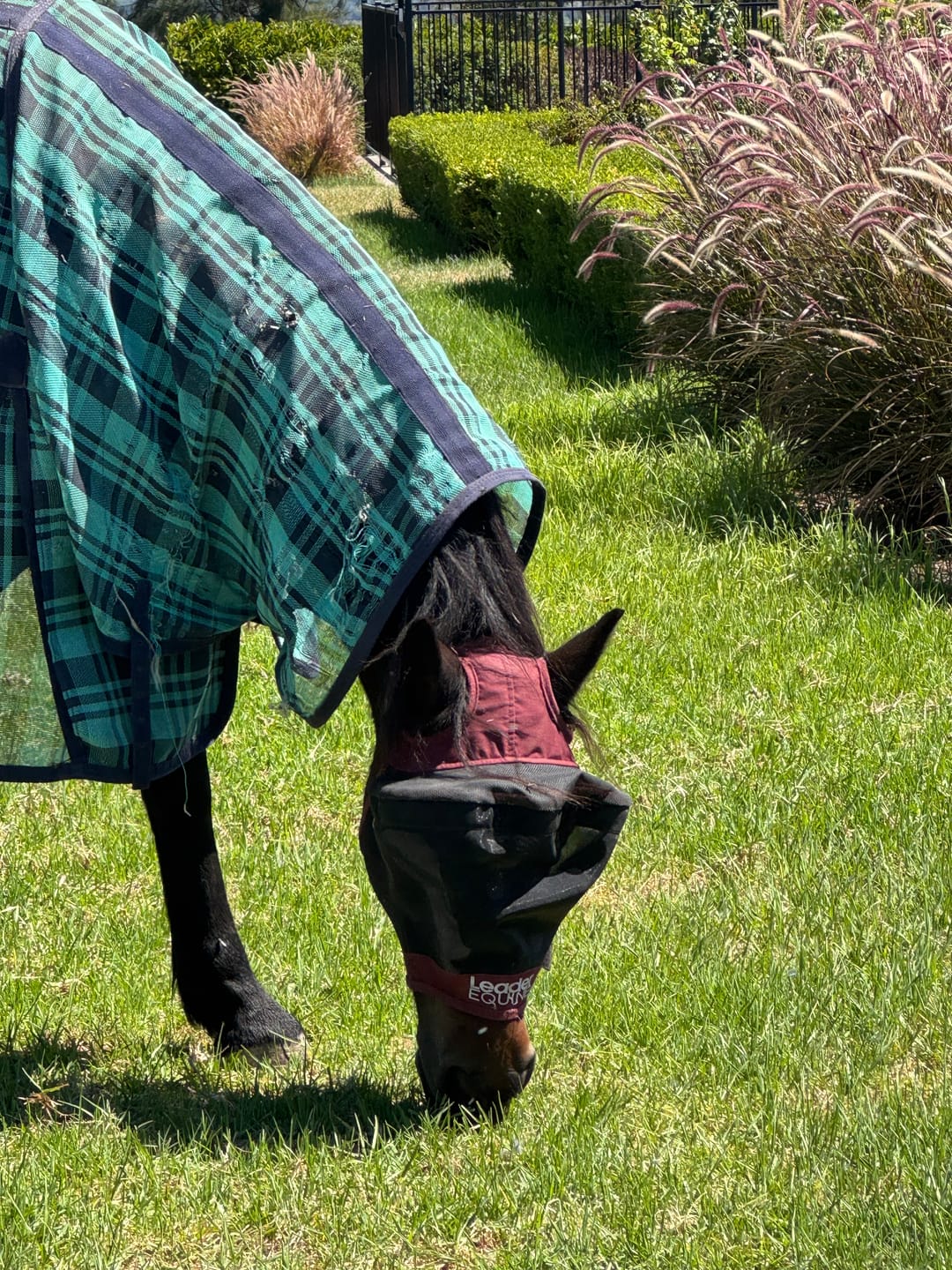 Customer photo review of LE Outback Flymask Original