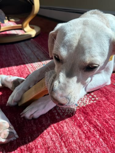 Customer's white dog chewing a Himalayan Yak Chew while lying on a red rug.