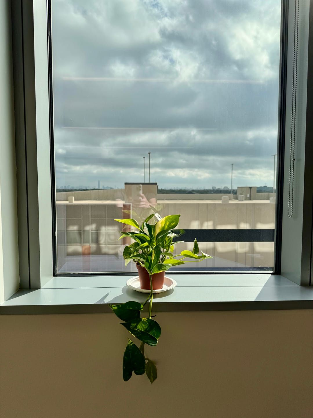 Customer photo review of Pothos Epipremnum aureum 'Golden'