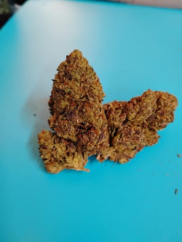 Customer photo review of Purple Lemon Punch | THCA Flower
