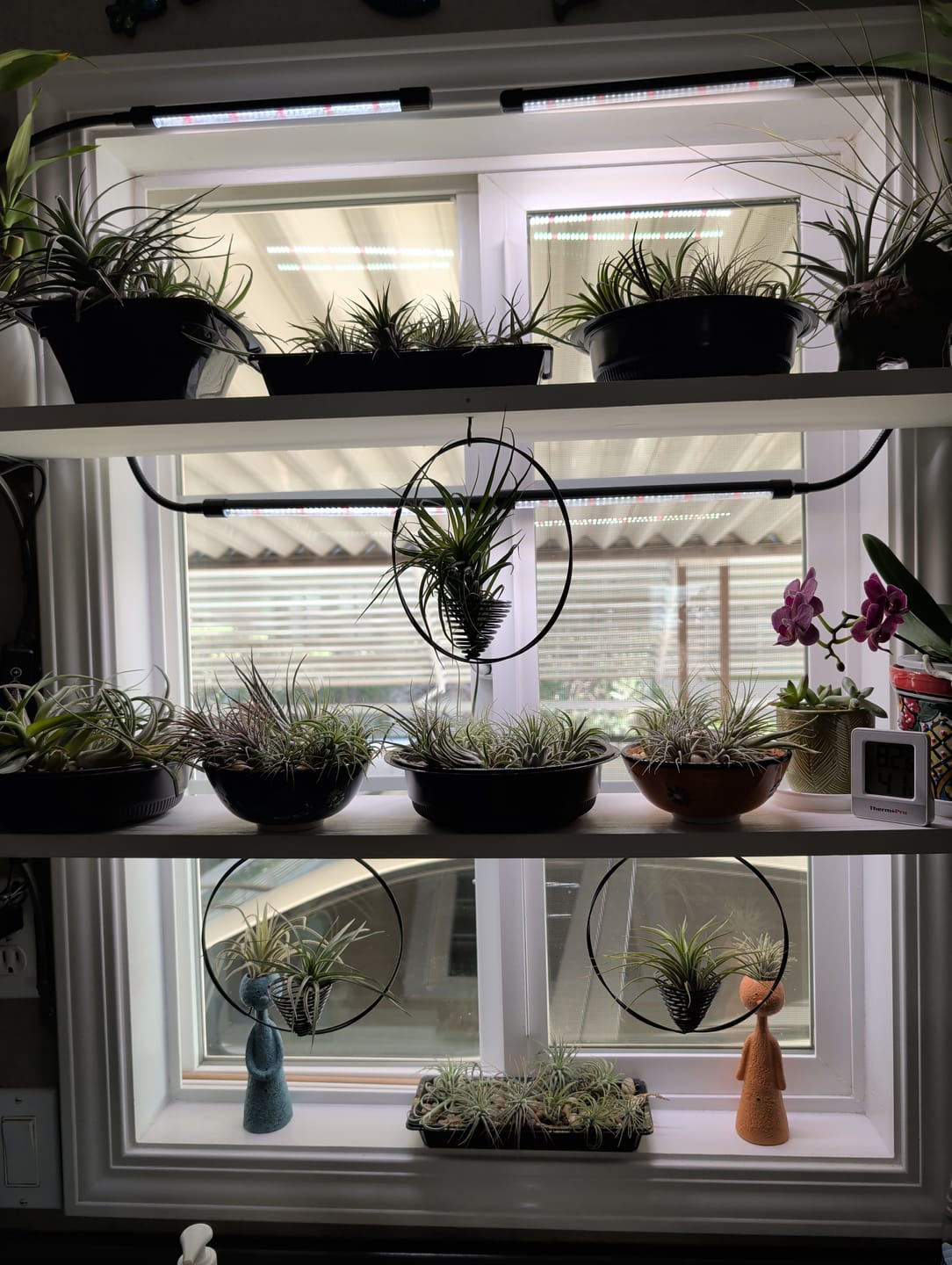 Customer photo review of B Quality Greenhouse Mix 10 Plant Pack