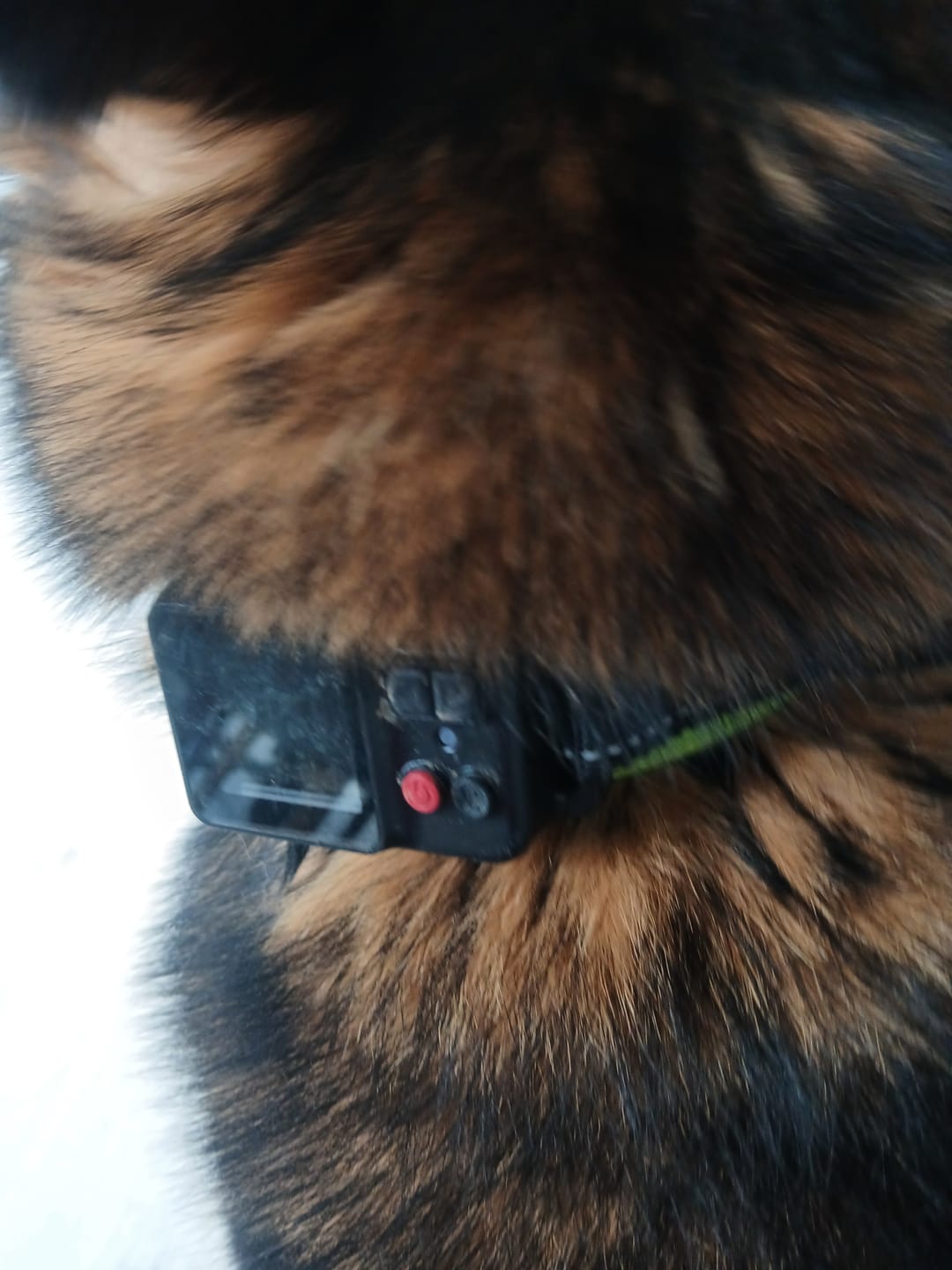 Customer photo review of Le 1er Collier Anti-Fugue GPS SANS ABONNEMENT