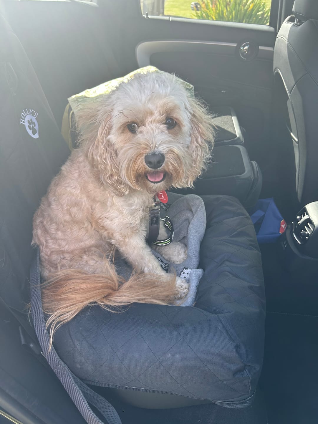 Customer photo review of Car Seat Cover
