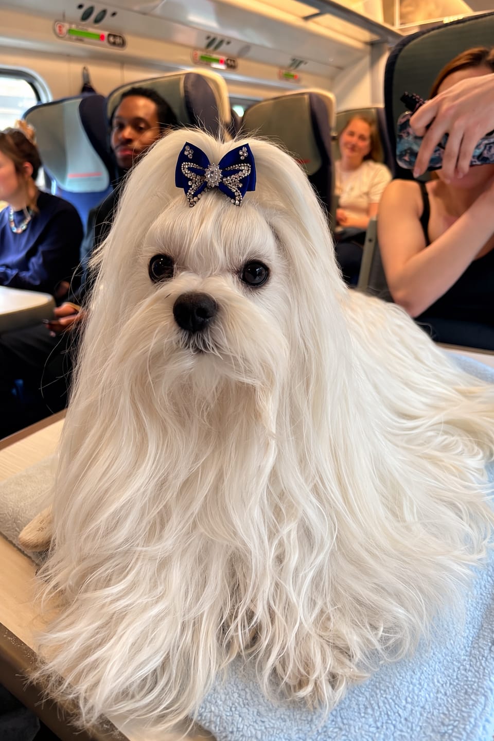 Customer photo review of Lavender & Chamomile 4-in-1 Calming Dog Shampoo