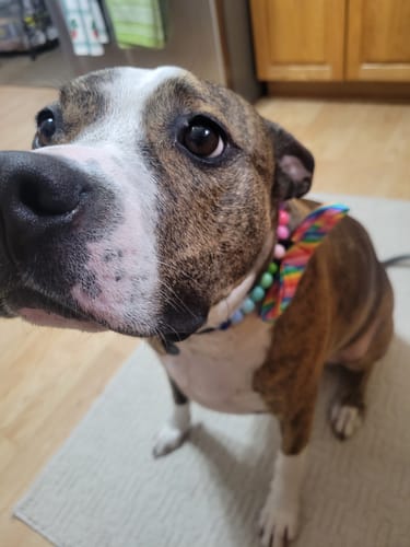 Customer photo review of Cassette Tape Bow Tie for Dog and Cat Collar