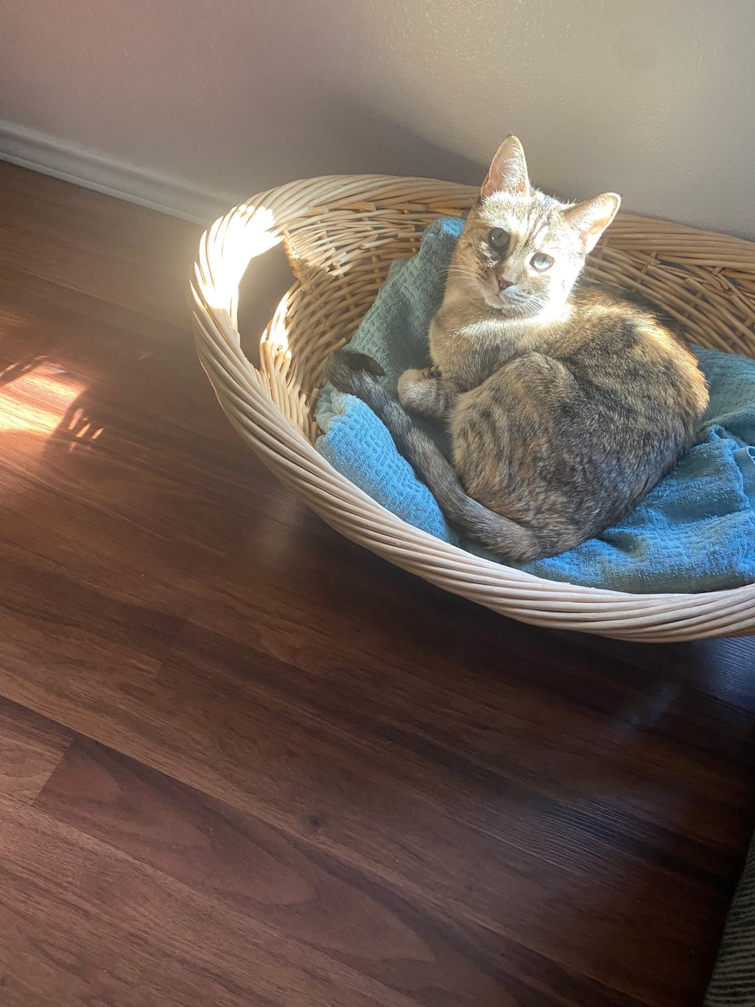 Customer photo review of Michu Natural Clumping Tofu Cat Litter 5.5lb/88oz