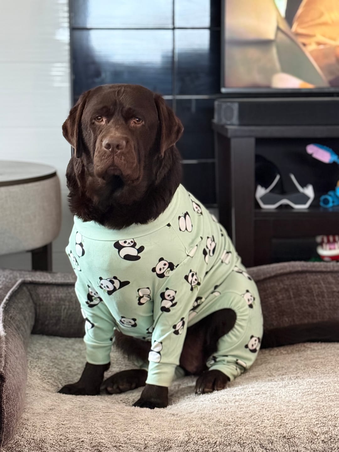 Customer photo review of Dog Pajama - Panda