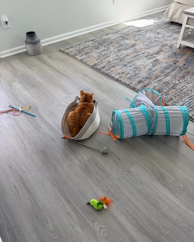 Customer photo review of Instinct Basket | Meet the first research-backed natural territory for indoor cats