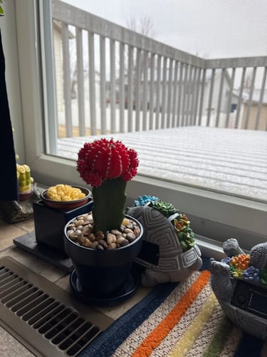 Reviewer's red Assorted Moon Cactus in a dark pot sitting on a windowsill, with a snowy deck visible outside.