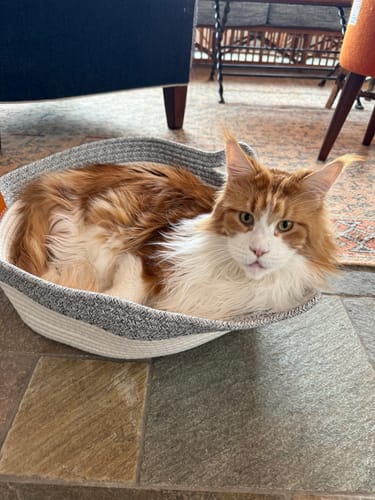 Customer photo review of Instinct Basket | Meet the first research-backed natural territory for indoor cats