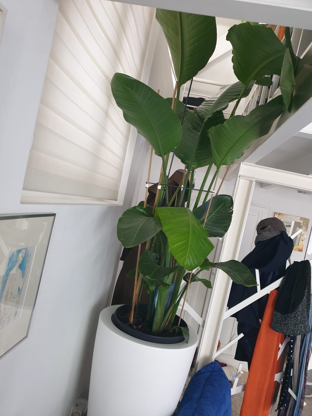 Customer photo review of Pot - Curvado