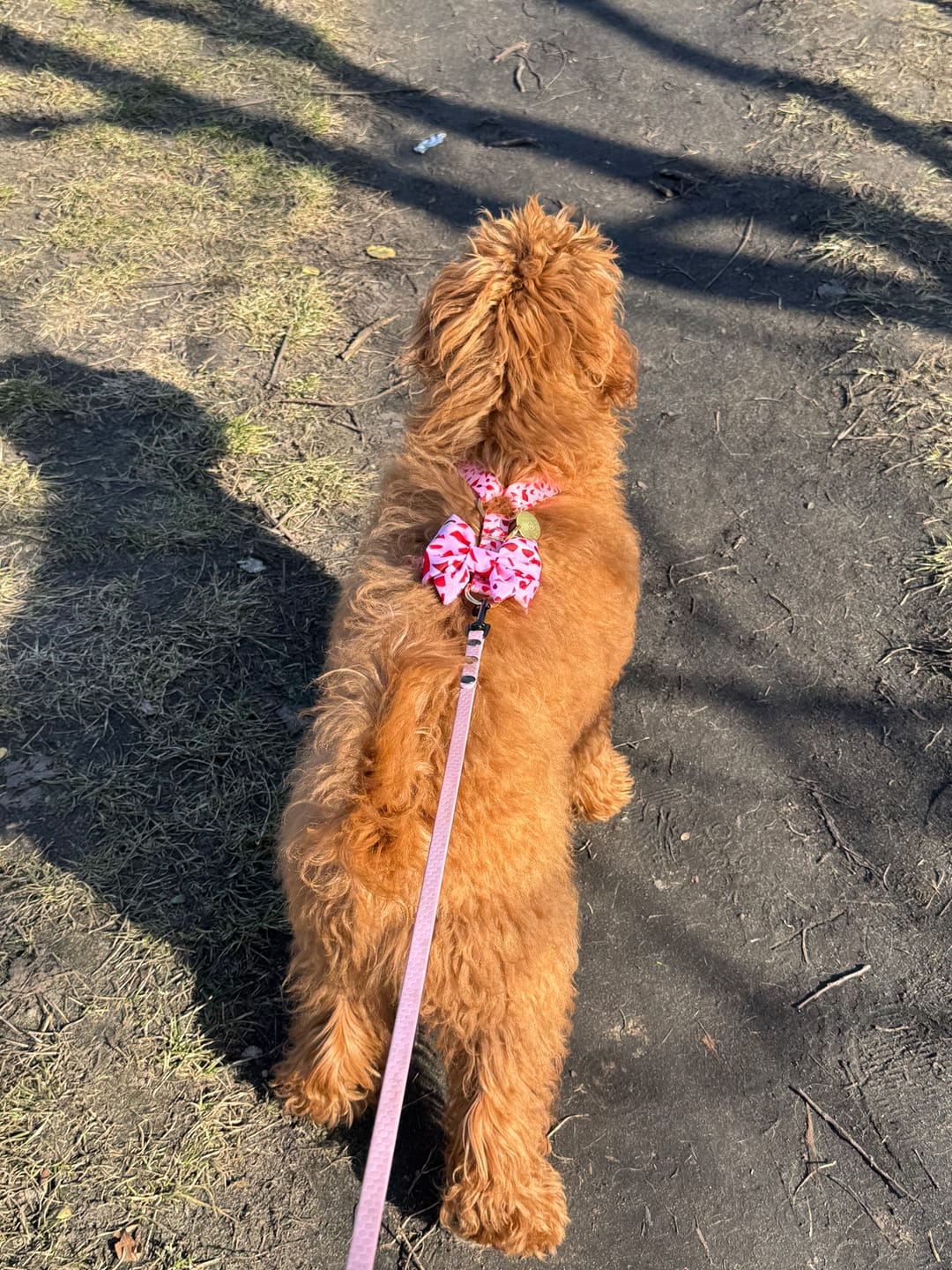 Customer photo review of Szelki guard "Pink Terrazzo" - złote okucia