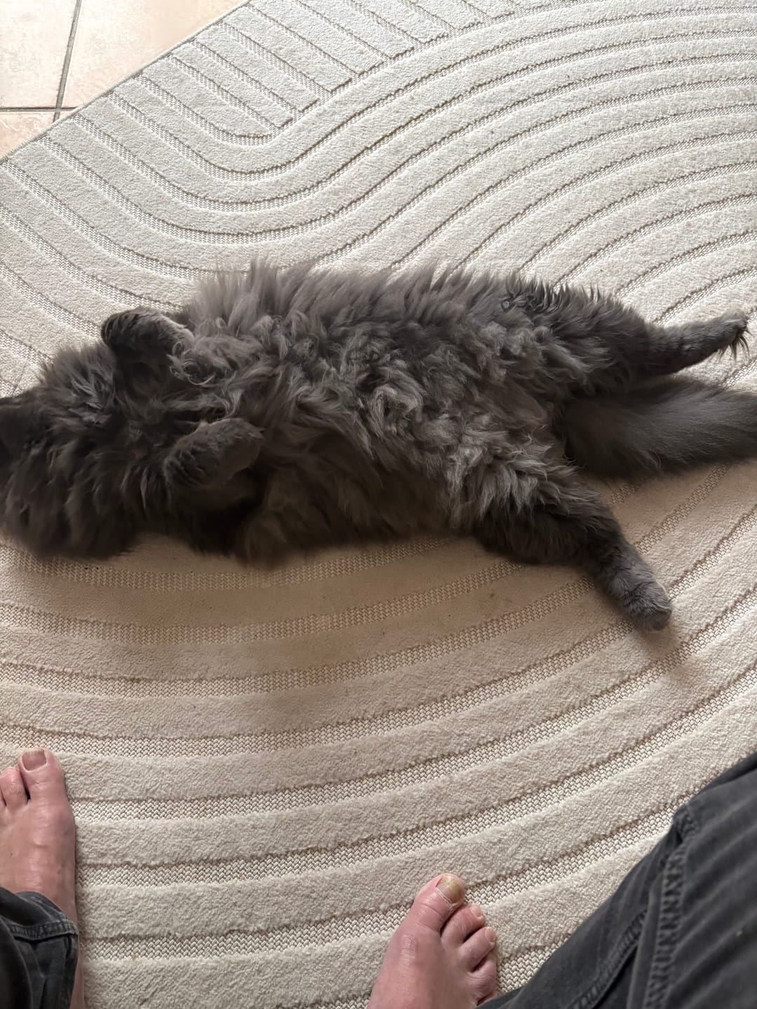 Customer photo review of Nieren Vitalsuppe für Katzen