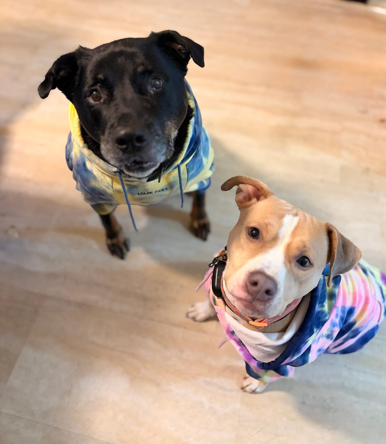Customer photo review of Velvet Dog Hoodie - Berry Lemonade