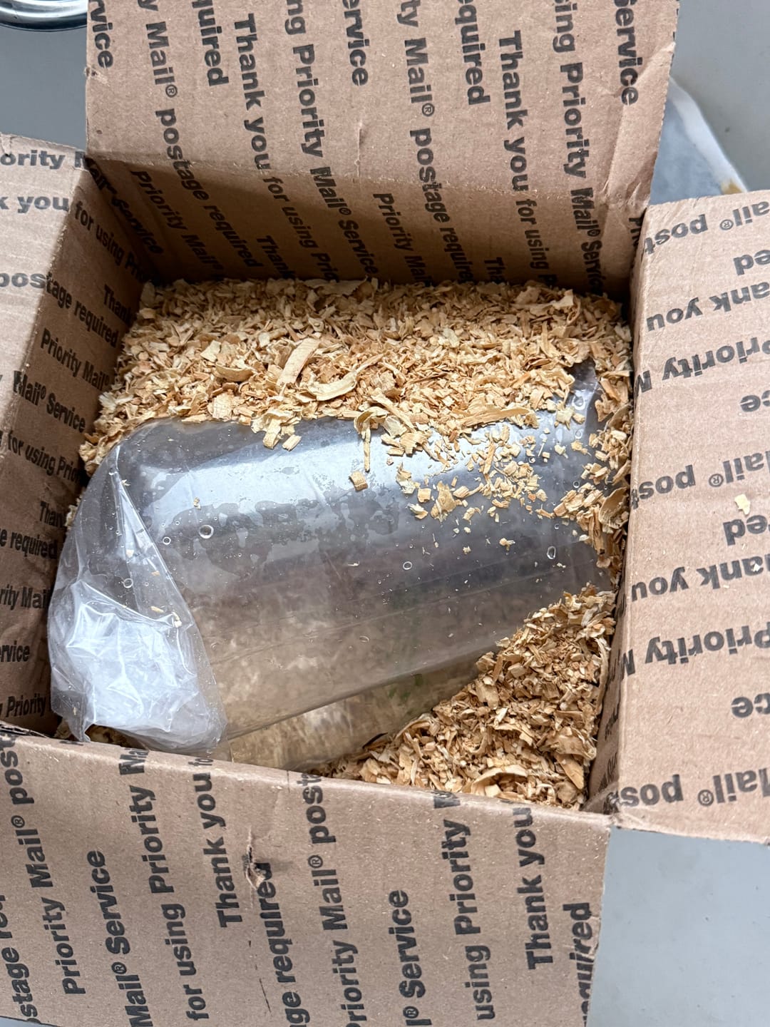 Customer photo review of Freshwater Pom Pom Crab (Ptychognathus barbatus)